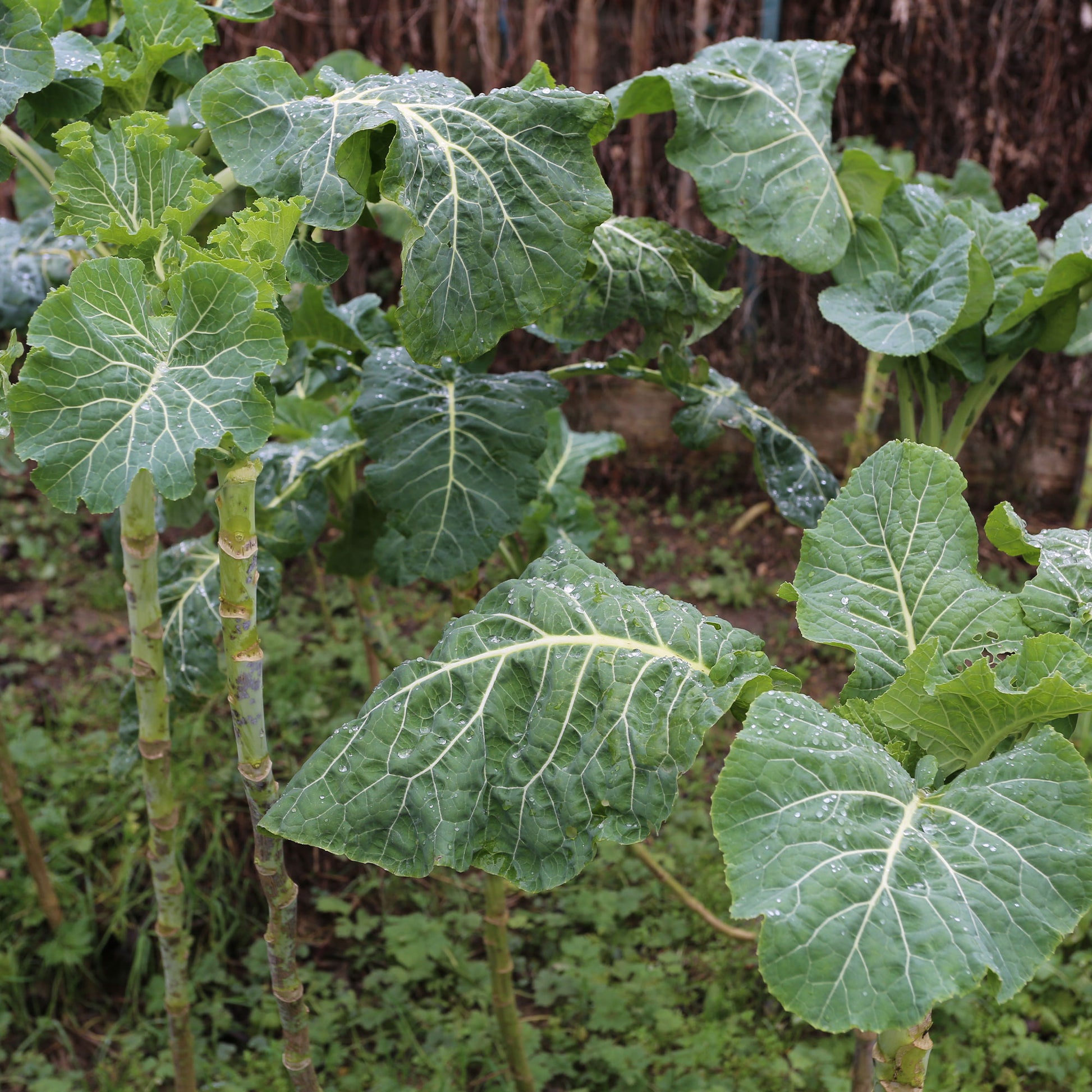 Chou fourrager cavalier vert protéor (40 g) - Futterkohl Proteor - Samen für Kohl