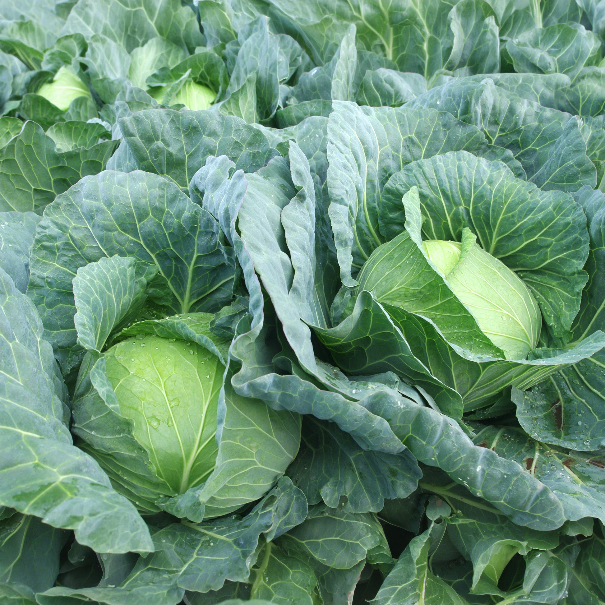 Weißkohl Vestri F1 - Brassica oleracea capitata vestri f1 - Bakker