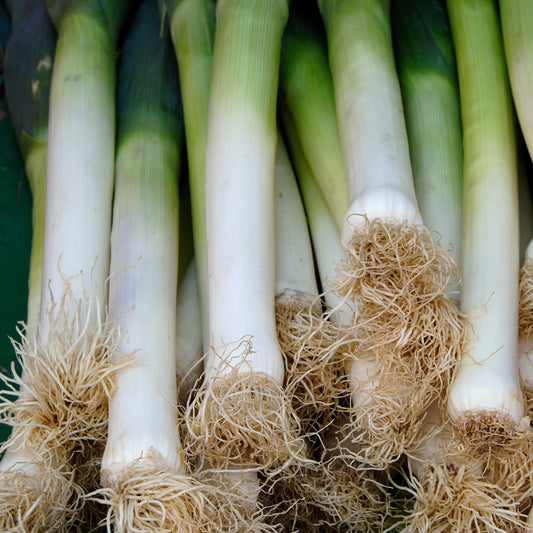 Lauch Long de Nice 2 - Bakker