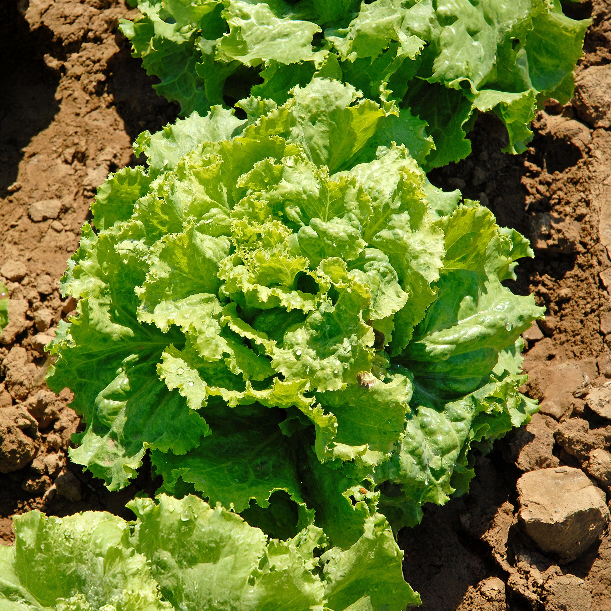 Kopfsalat Batavia Blonde de Paris - Lactuca sativa capitata blonde de paris - Bakker