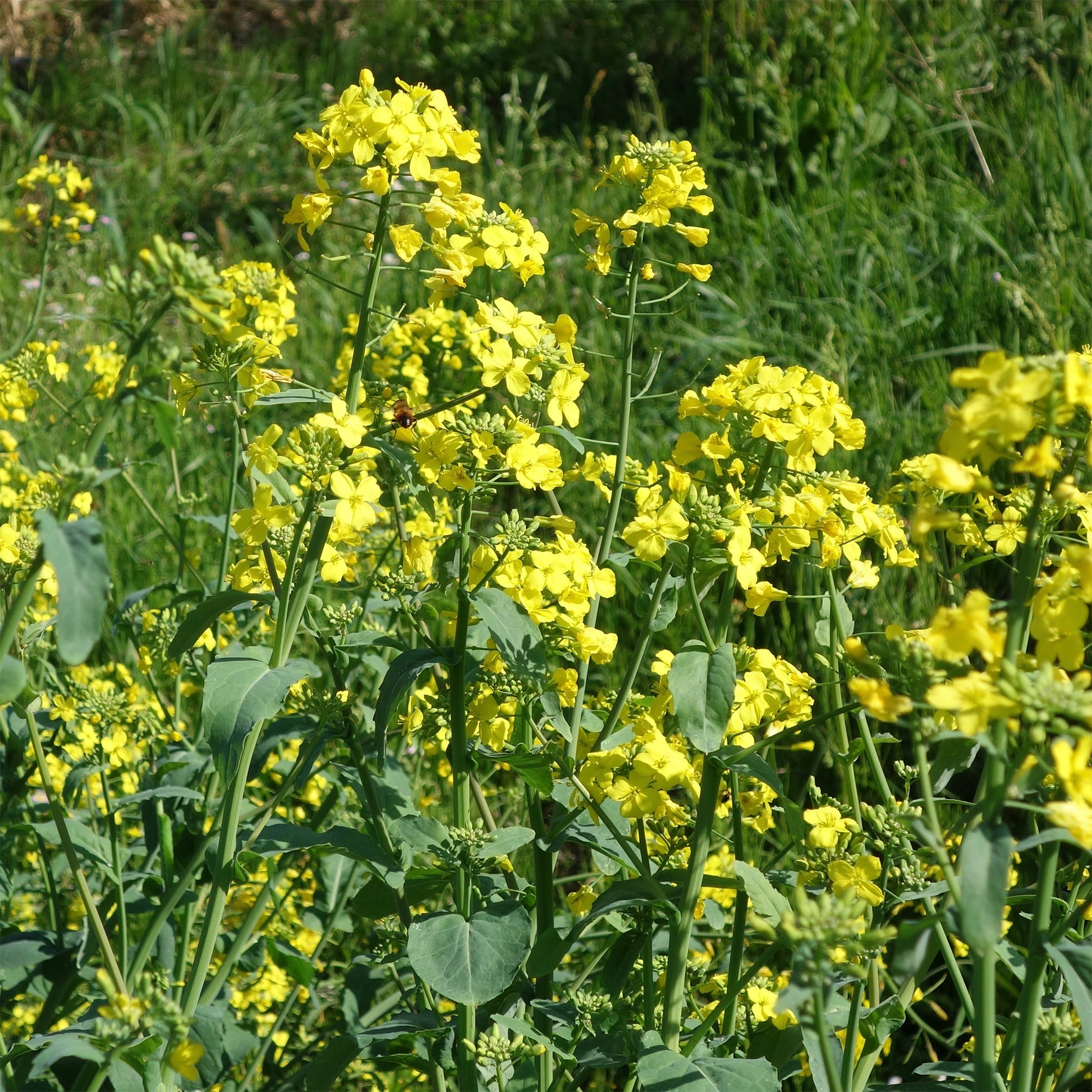Barbarea praecox - Barbarakraut - Samen für Salate