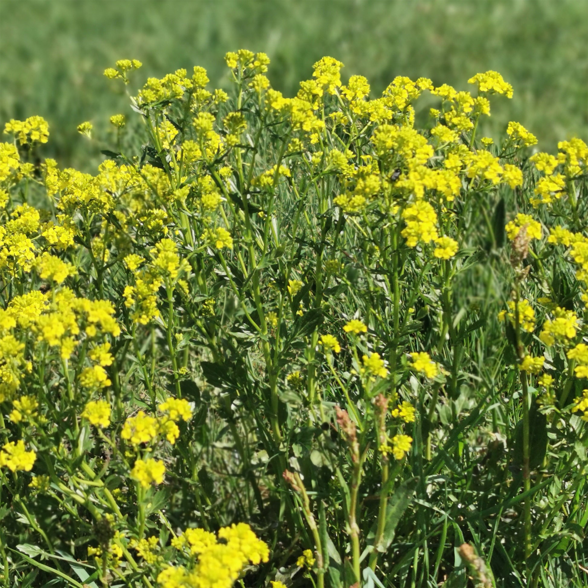 Samen für Salate - Barbarakraut - Barbarea praecox