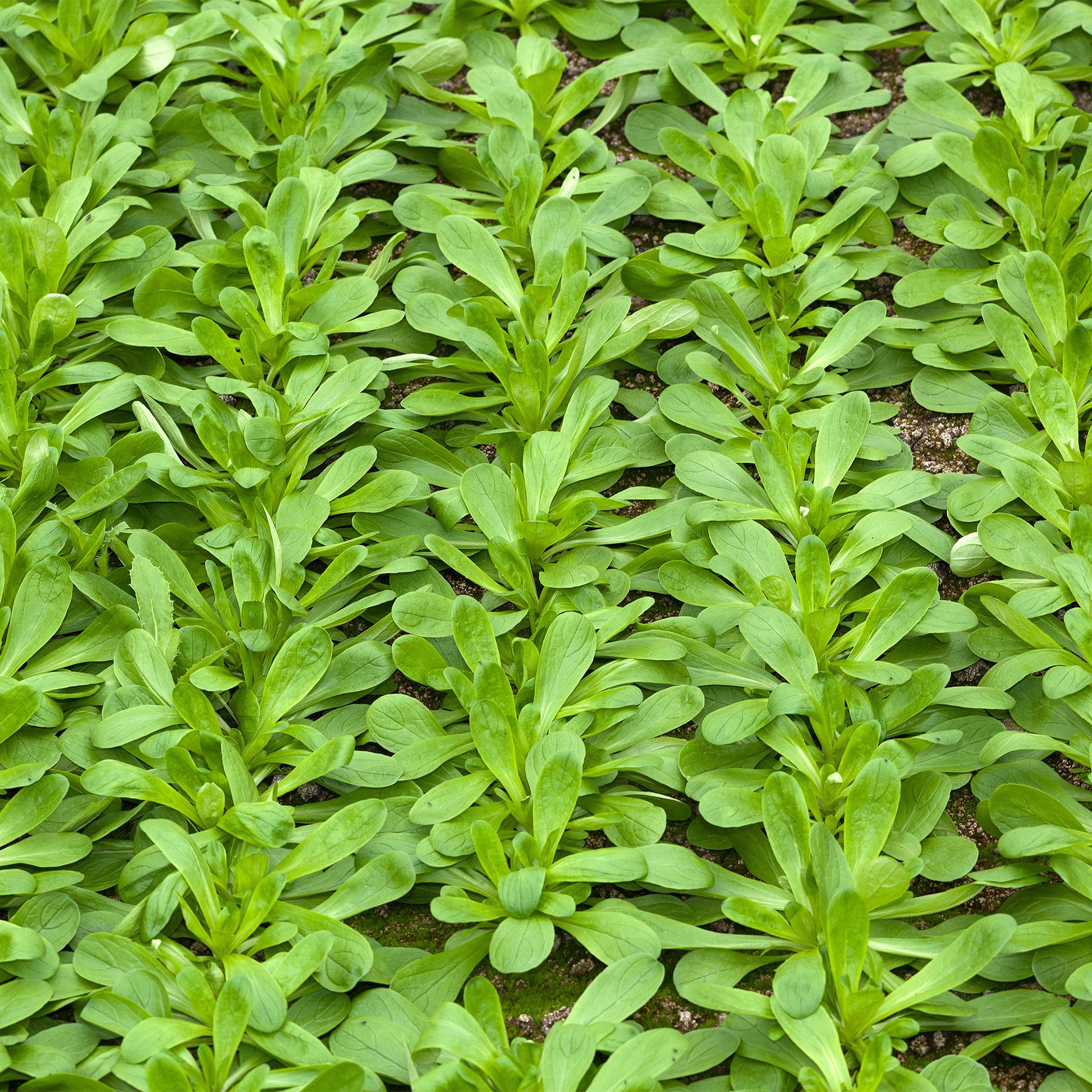 saatgut holland Saatgut Feldsalat, großkörnig (holländische) - Valerianella locusta
