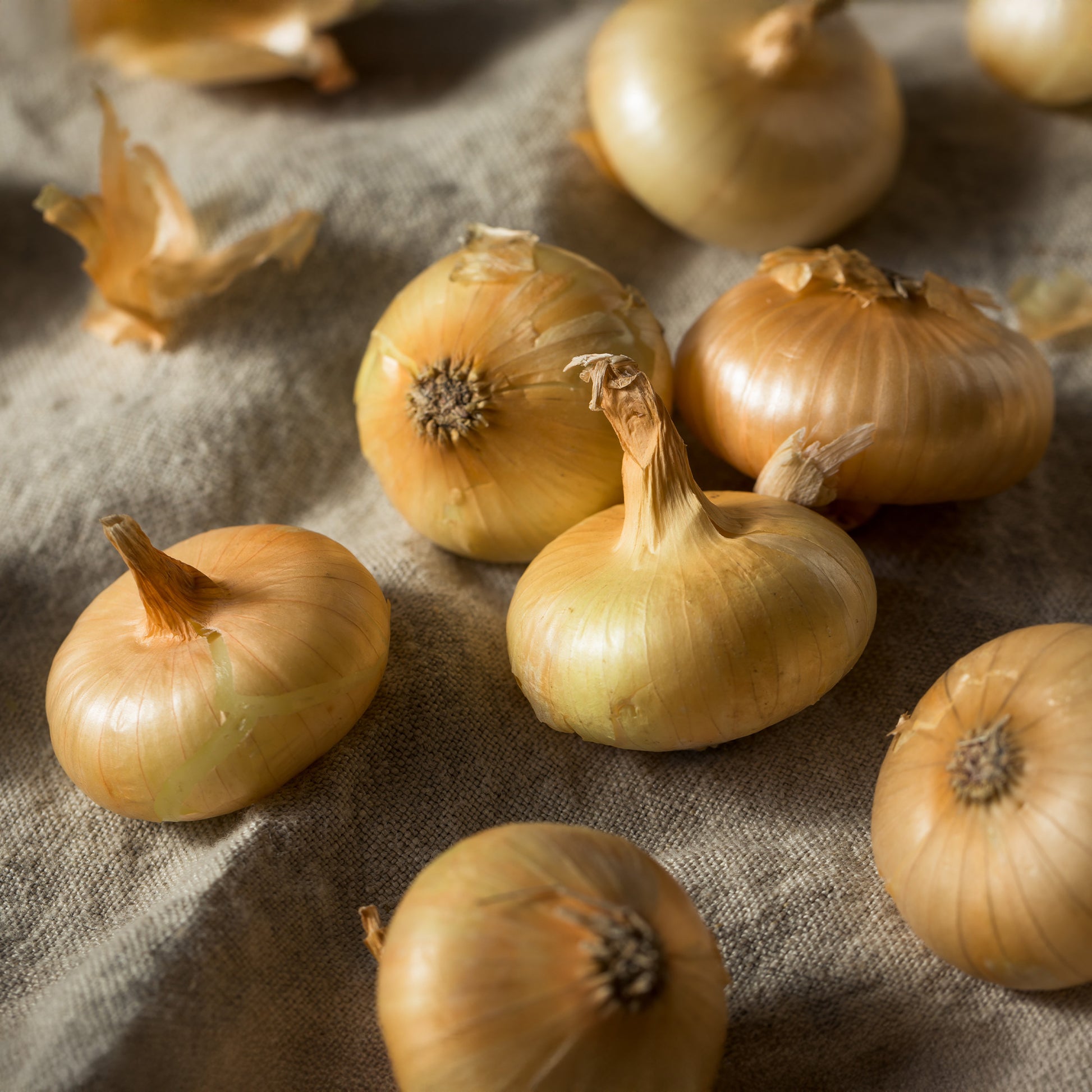 Zwiebel Jaune Paille des Vertus - Allium cepa Paille des Vertus - Bakker