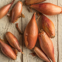 Schalotte Zebrune - Allium cepa -échalion zebrune - Bakker