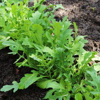 Rucola - Eruca sativa - Bakker