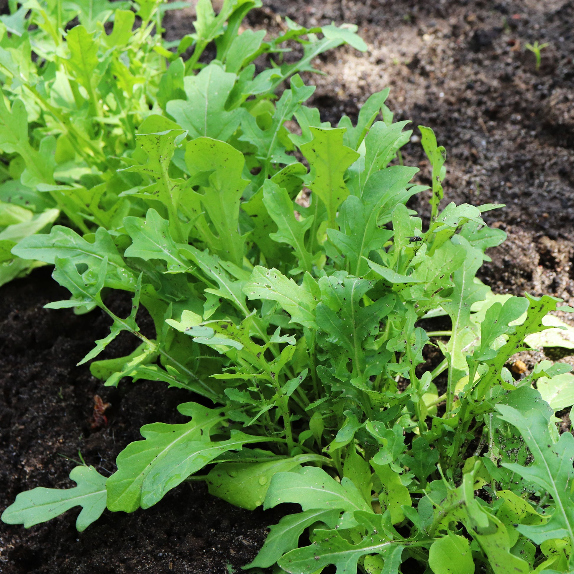 Saatgut Rucola - Eruca sativa