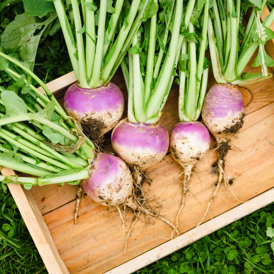 Norfolk-Rübe - Bakker