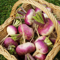 Stängelkohl D'Auvergne Tardive - Brassica rapa - Bakker