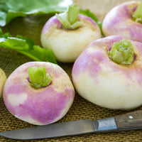 Mairübe-Navet Di Milano a colletto rosa - Brassica rapa de milan à collet rose - Bakker