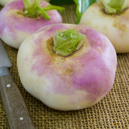 Mairübe-Navet Di Milano a colletto rosa - Bakker