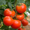 Tomate Beefmaster F1 - Solanum lycopersicum beefmaster f1 - Saatgut