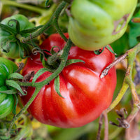 Verkauf Sonnengemüse Mischung - Cucurbita pepo, Solanum melongena, Capsicum annuum, Solanum lycopersicum