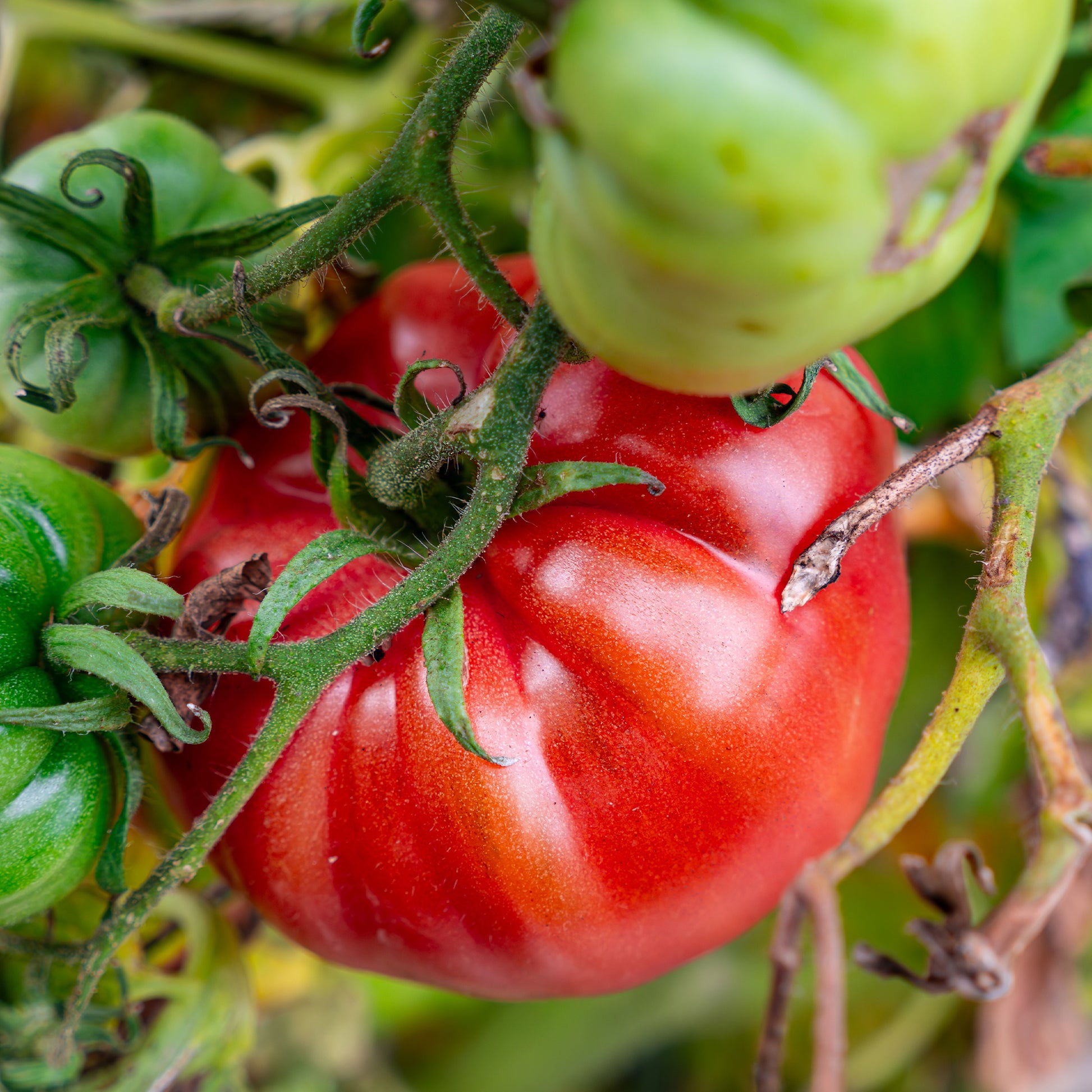 Verkauf Sonnengemüse Mischung - Cucurbita pepo, Solanum melongena, Capsicum annuum, Solanum lycopersicum