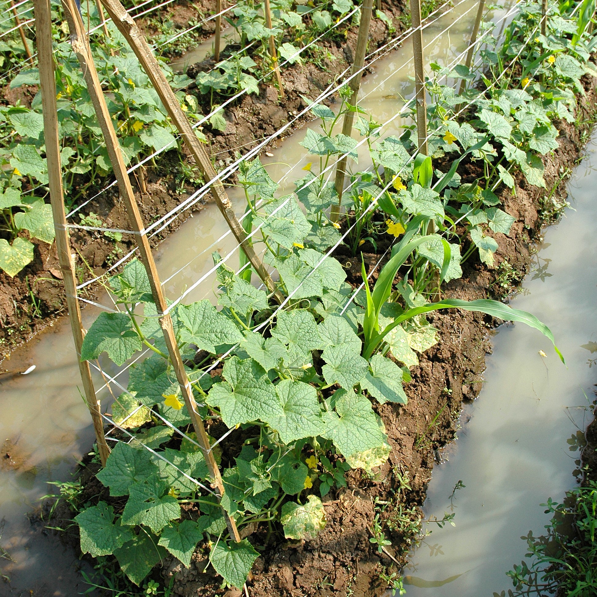 Verkauf Salatgurke ‘Vert long maraîcher’ - Cucumis sativus vert long maraîcher