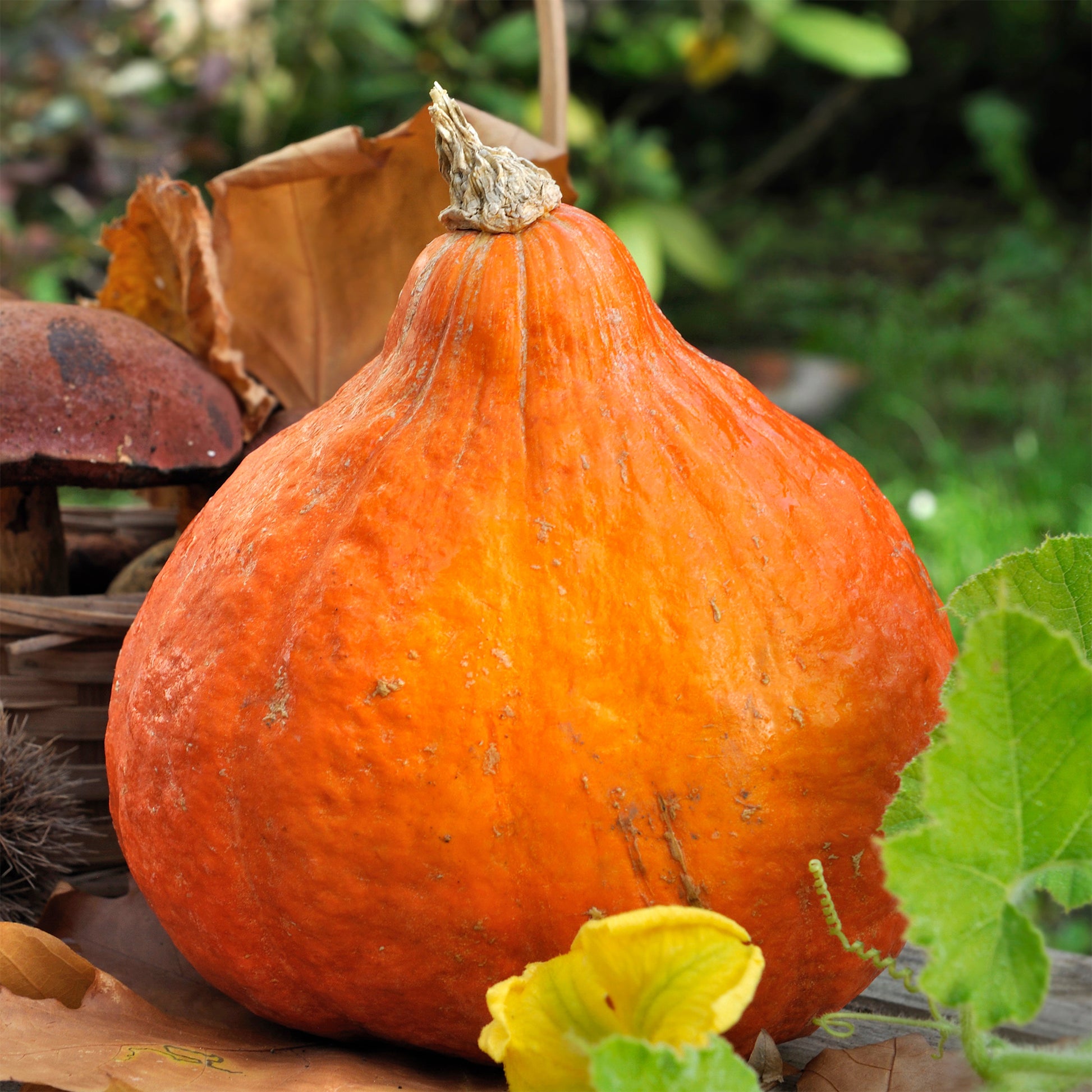 Cucurbita maxima potimarron - Kürbis Potimarron - Samen für Kürbisse