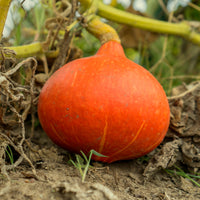 Kürbis Potimarron - Bakker