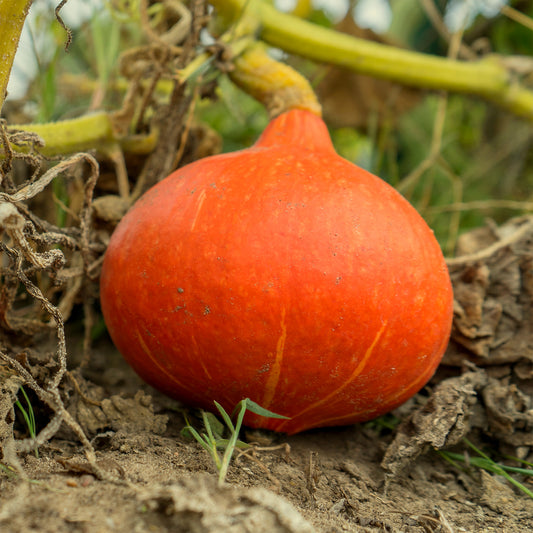 Kürbis Potimarron - Bakker