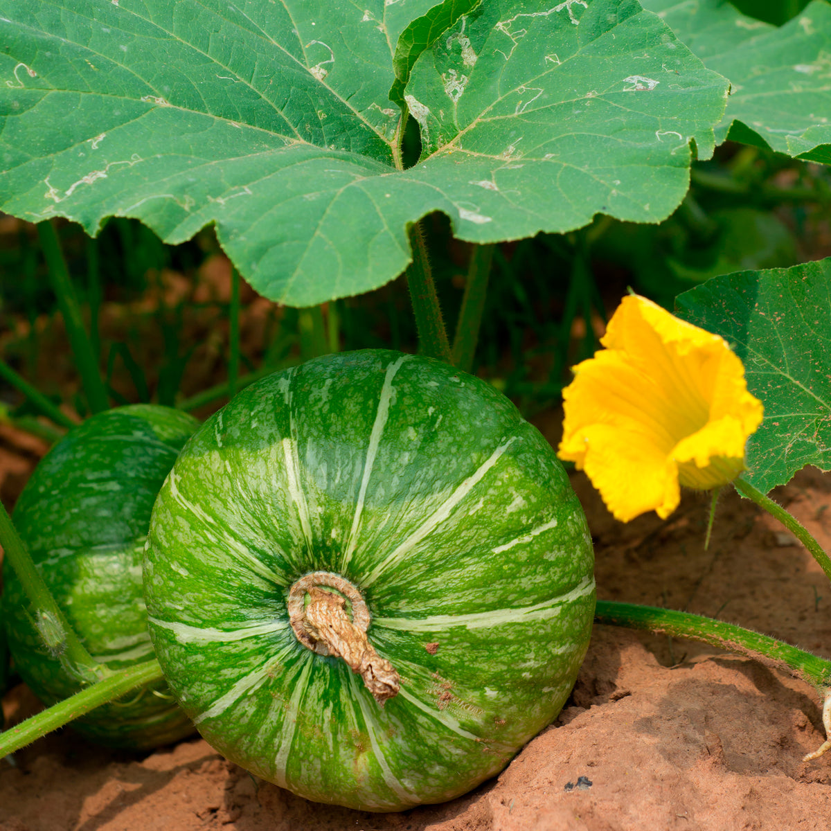 Runde Zucchini ‘De Nice’