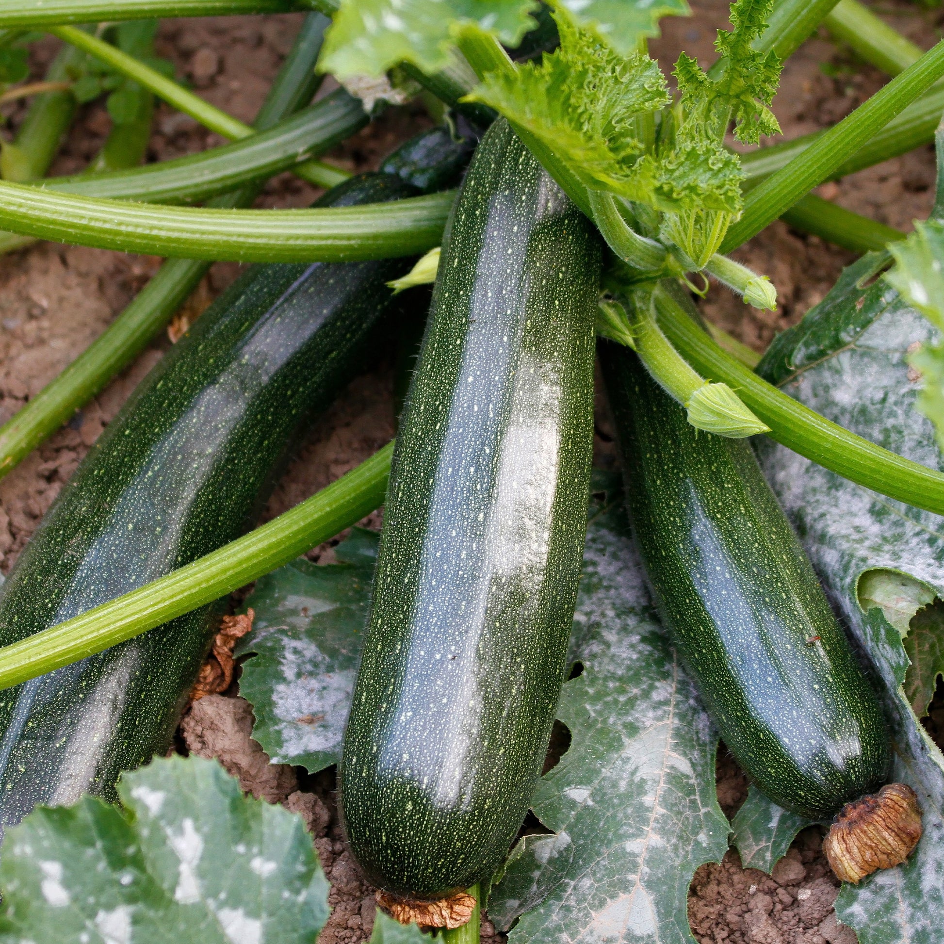 Zucchini Black Beauty - Cucurbita pepo  black beauty - Bakker