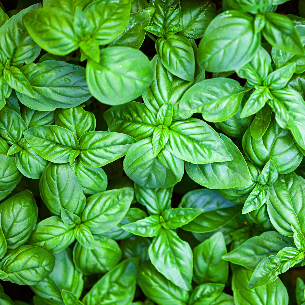 Basilikum - Basilikum ‘Grand Vert’ - Ocimum basilicum Grand Vert