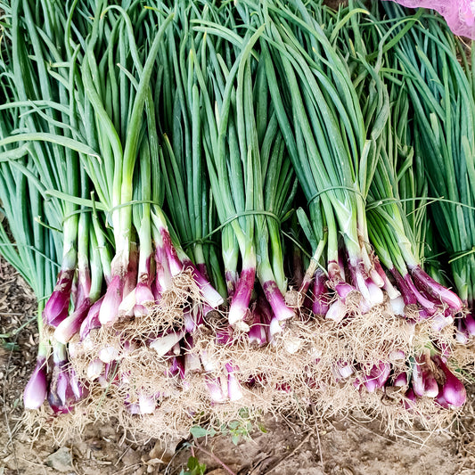 Schnittlauch Commune - Bakker