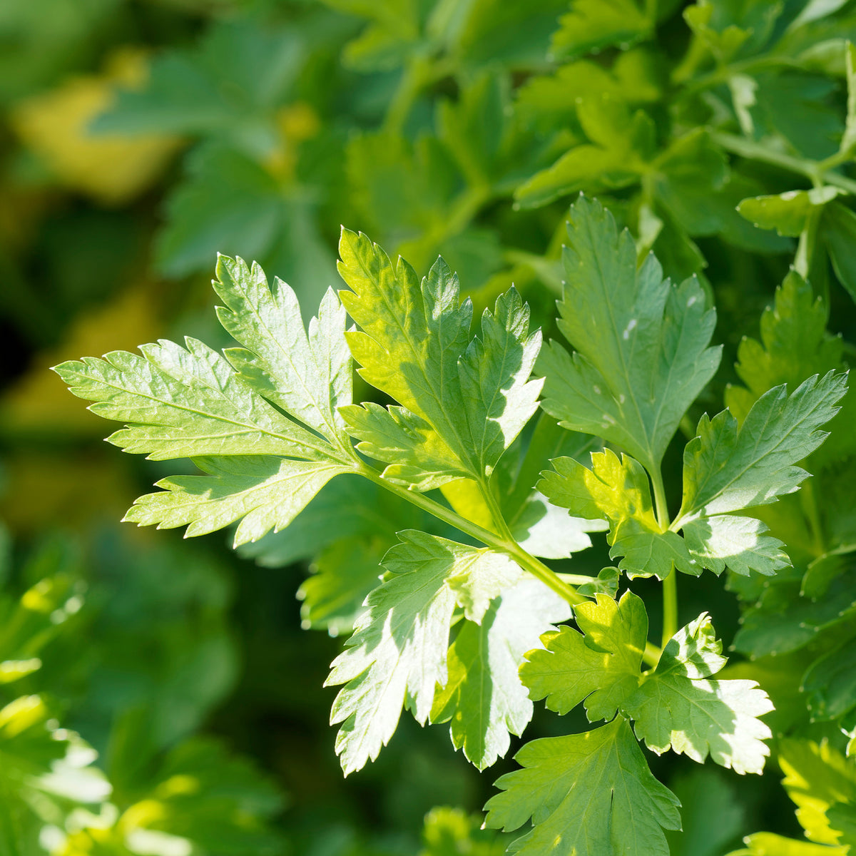 Petersilie ‘Commun 2’ Bio - Petroselinum crispum commun 2 - Bakker