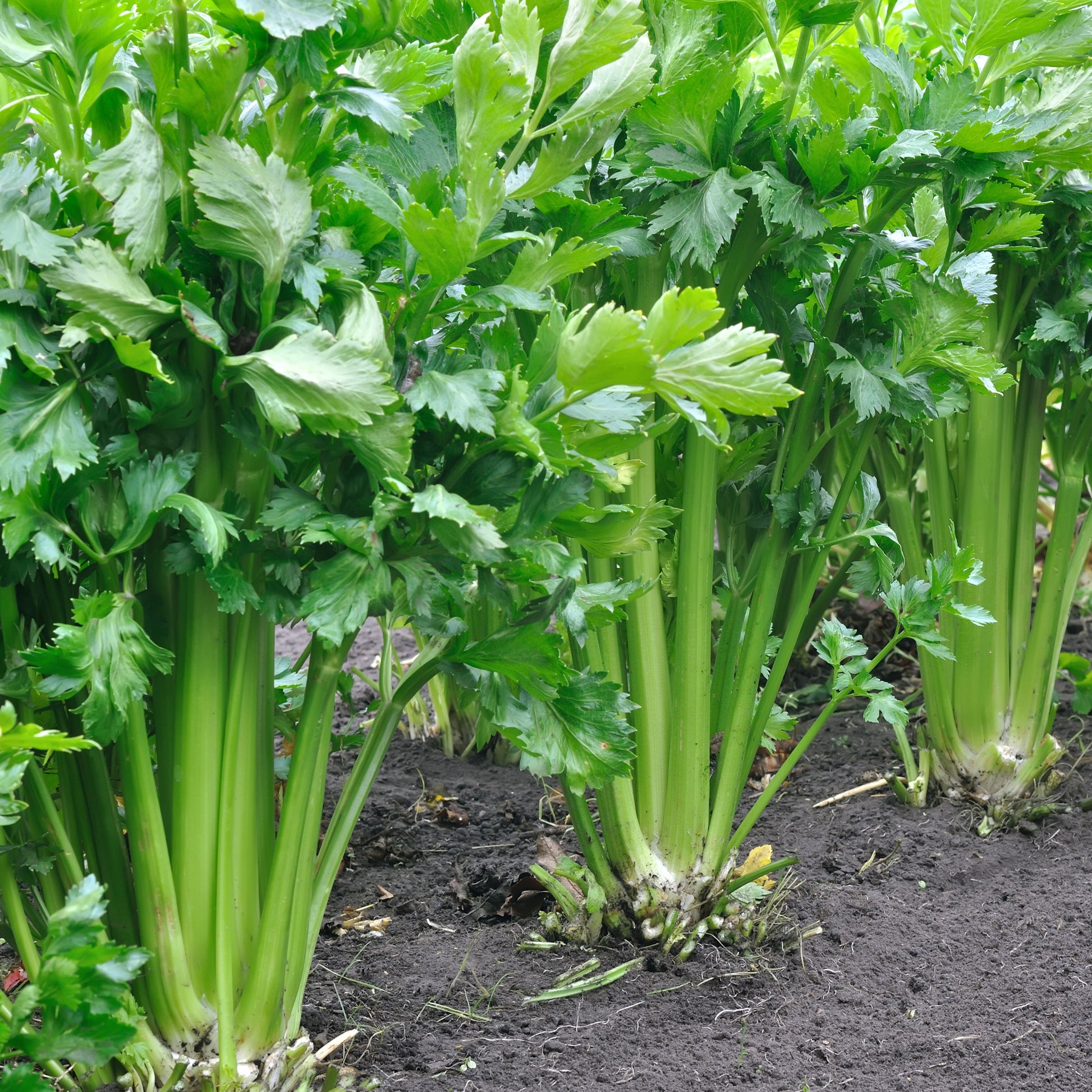 Apium graveolens - Staudensellerie - Kräutersamen