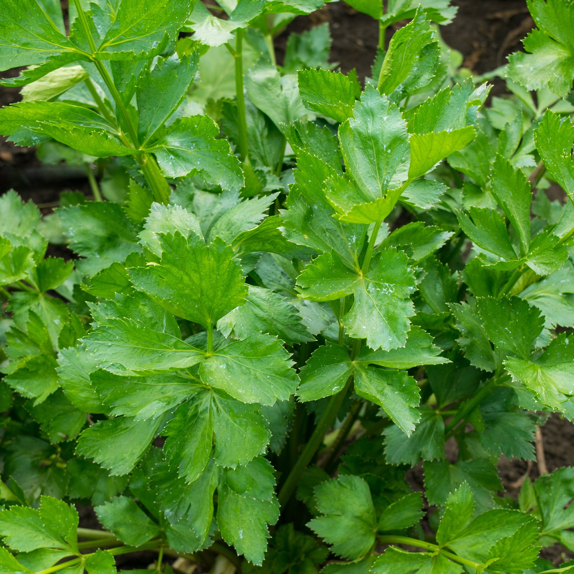 Staudensellerie - Apium graveolens - Bakker