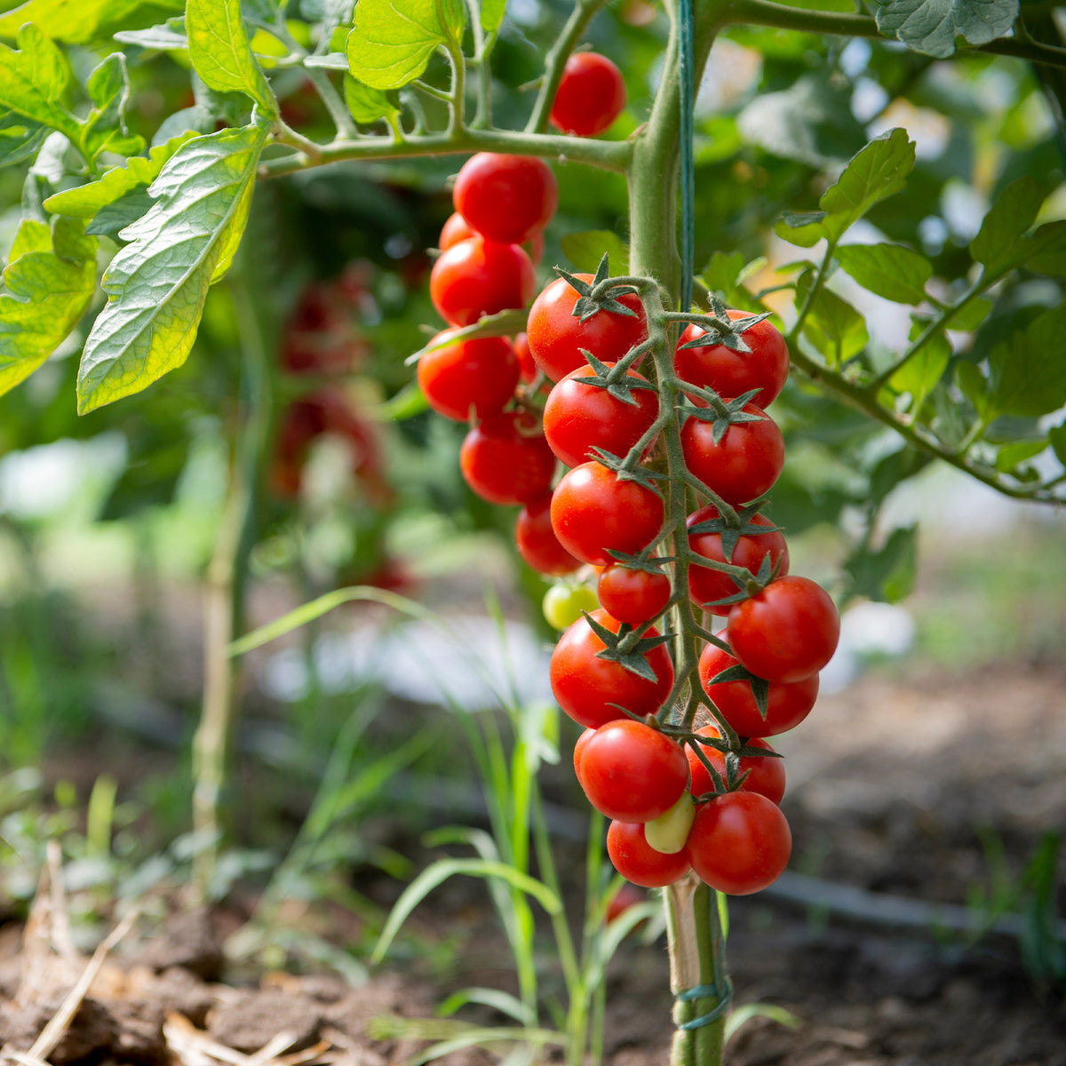 Solanum lycopersicum Sweet Baby - Kirschtomate Sweet Baby - Samen für Tomaten