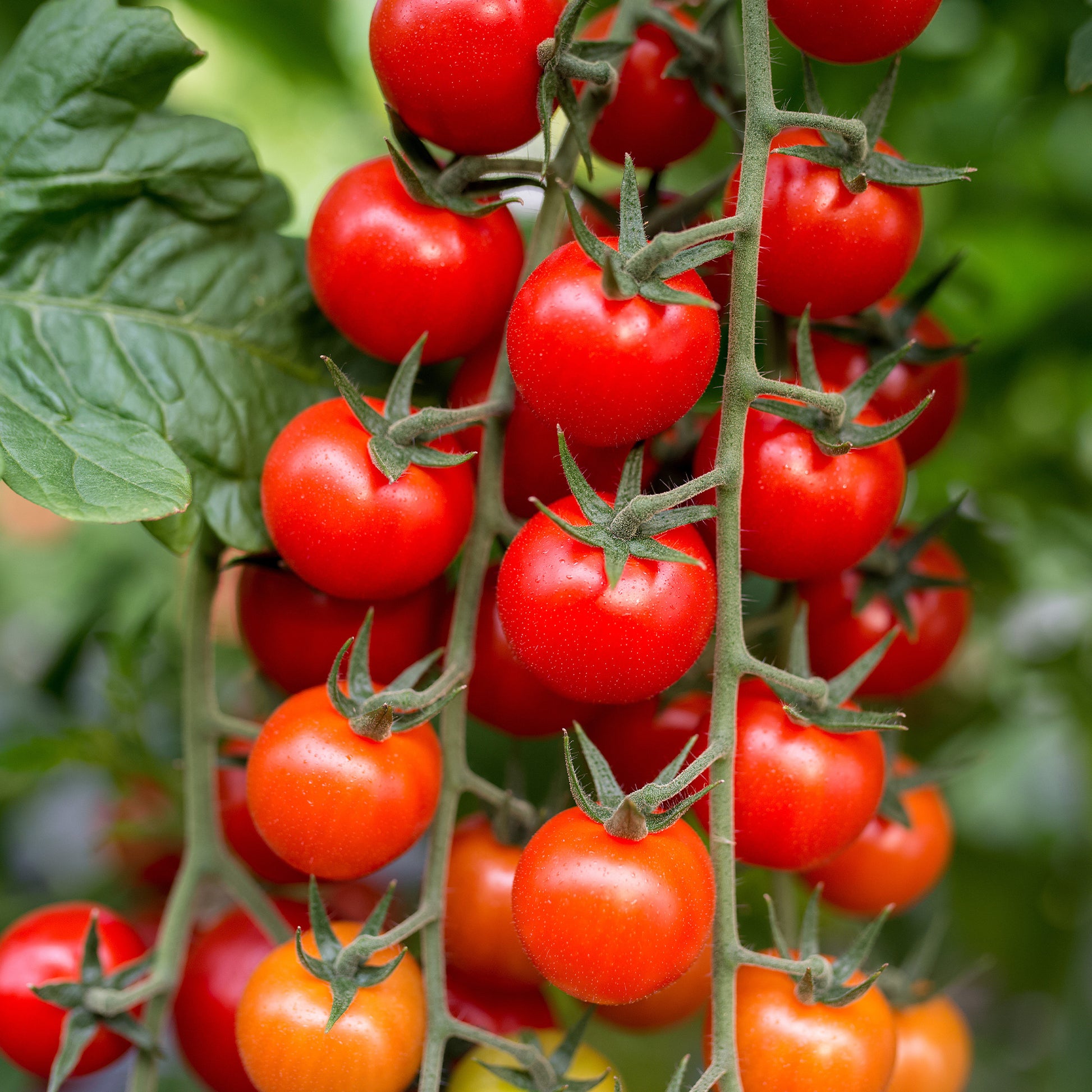 Saatgut Kirschtomate Sweet Baby - Solanum lycopersicum sweet baby
