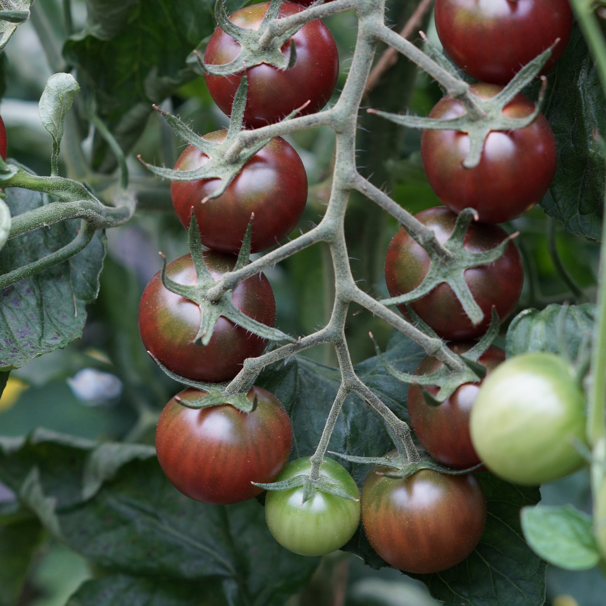 Verkauf Kirschtomate Sweet Baby - Solanum lycopersicum sweet baby