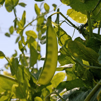 Erbse Bamby - Pisum sativum bamby (obt. gautier) - Bakker