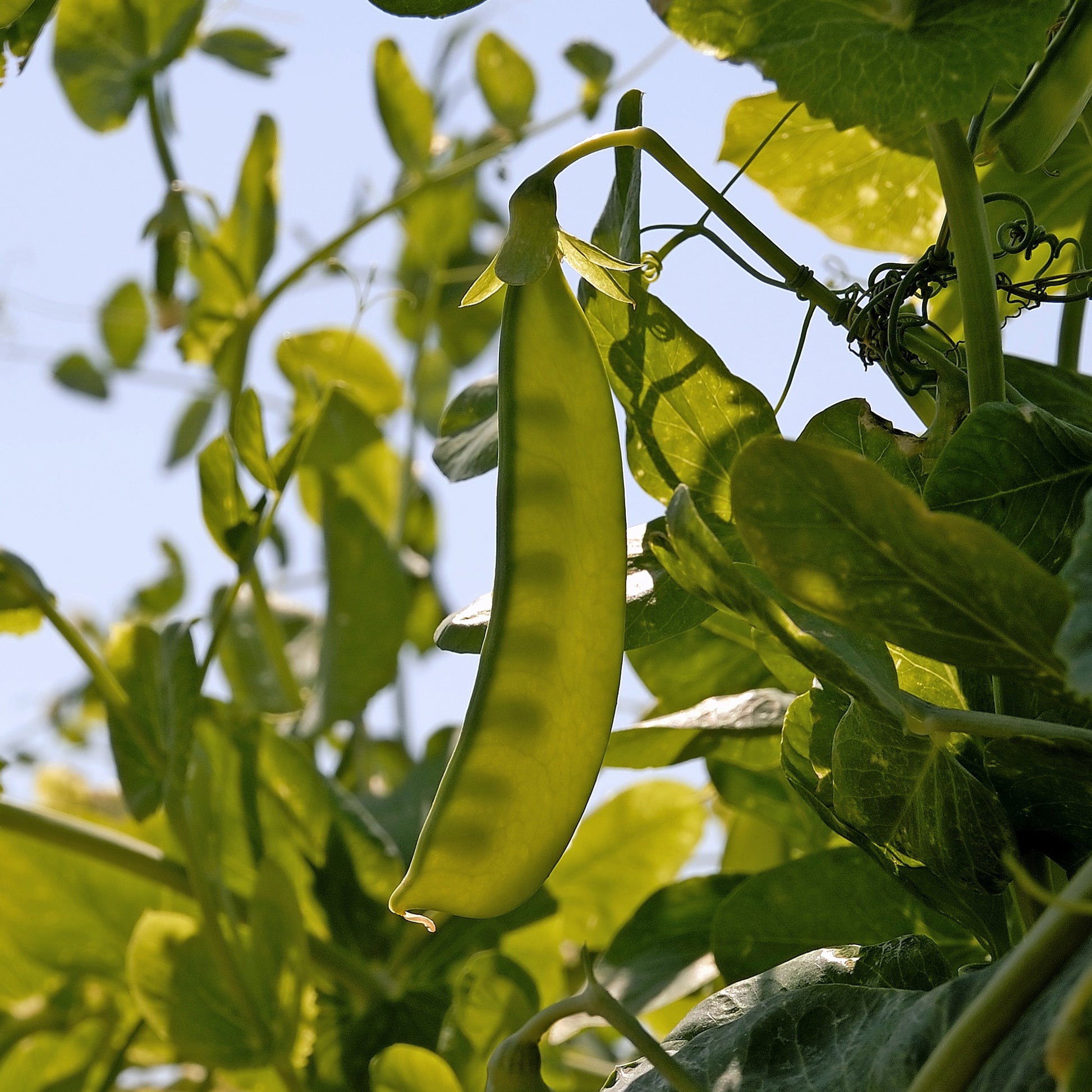 Erbse Bamby - Pisum sativum bamby (obt. gautier) - Bakker