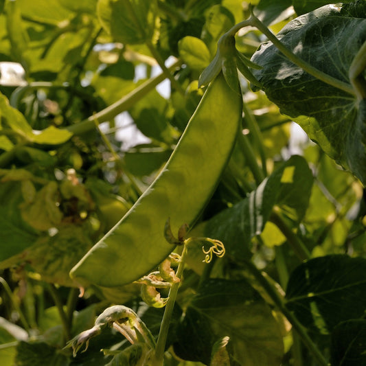 Erbse Bamby - Bakker