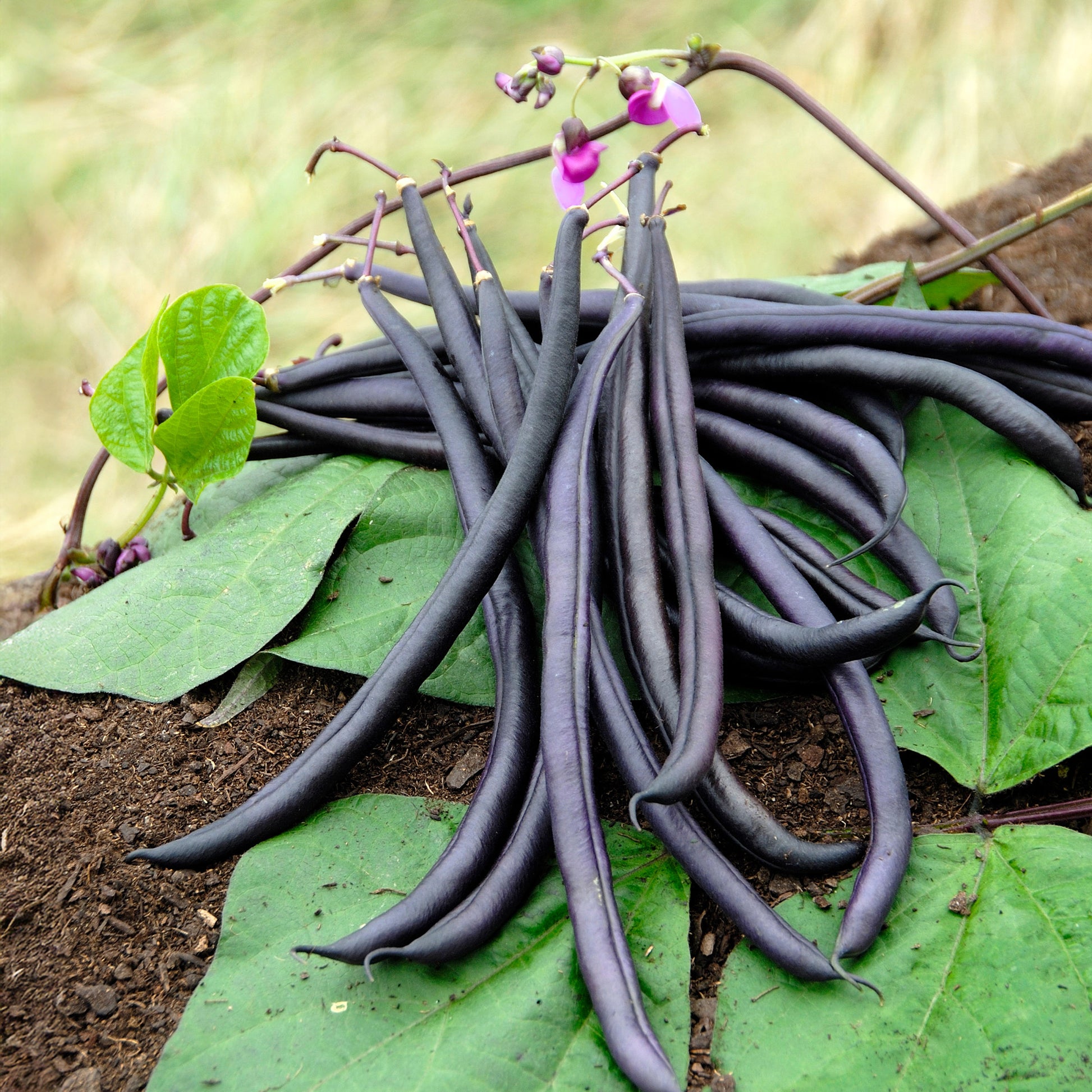 Buschbohne Purple Queen - Phaseolus vulgaris purple queen - Bakker