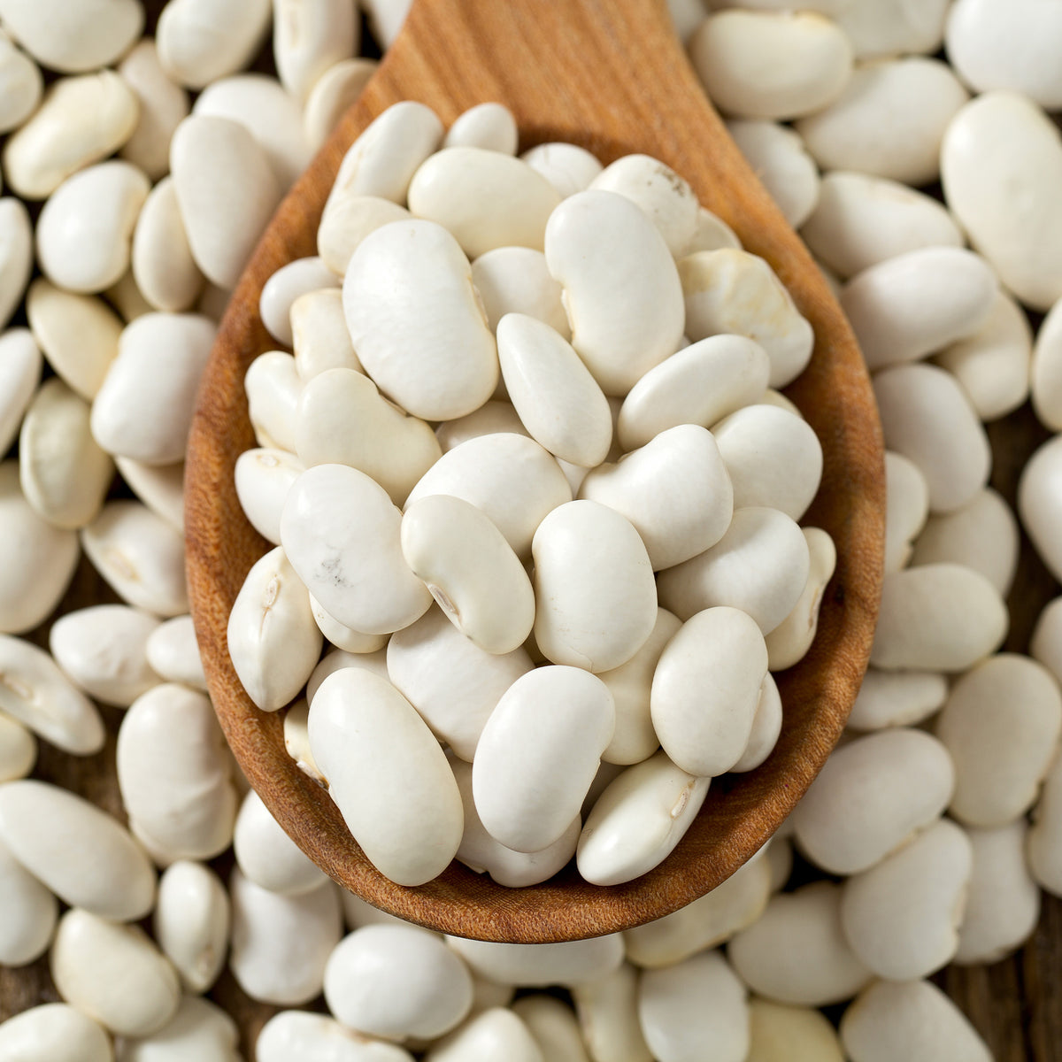 Mais-Stangenbohnen Tarbais - Phaseolus vulgaris haricot maïs type tarbais - Bakker