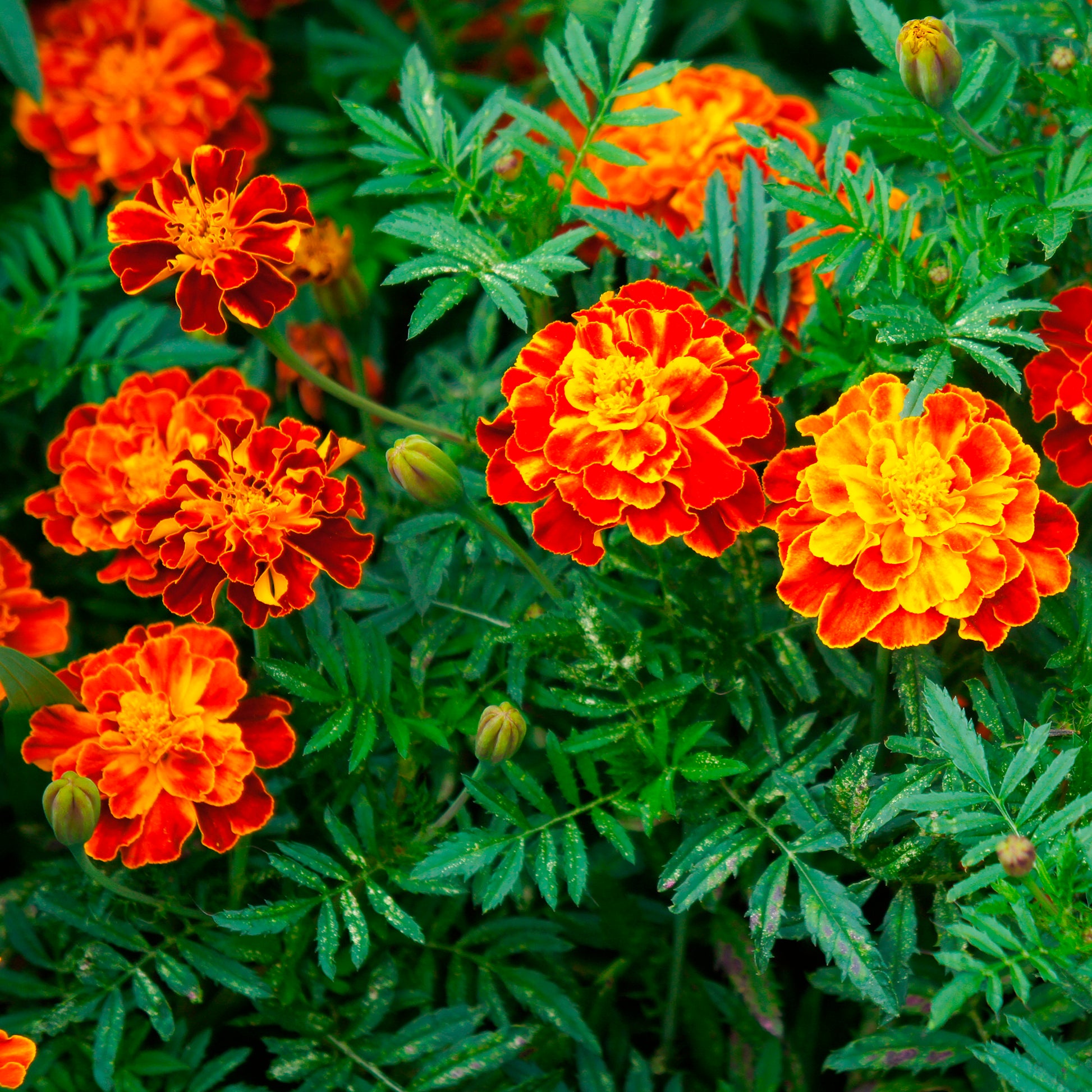 studentenblume düngen Saatgut Studentenblume 'Honeycomb' - Tagetes patula honeycomb