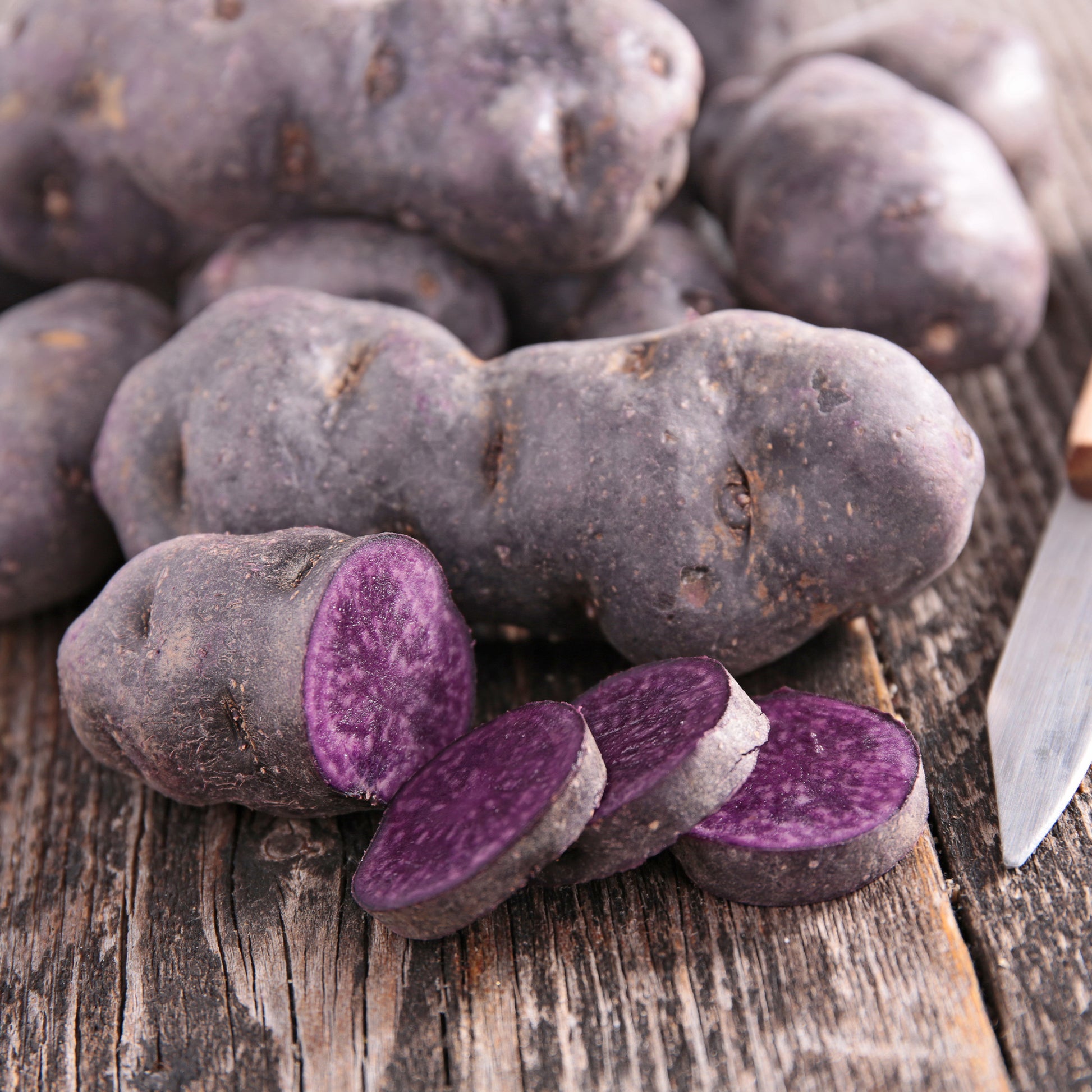 Kartoffelpflanzen - Kartoffel Bleue d'Artois ® (x10) - Solanum tuberosum bleue d'artois ® (bleue de la man