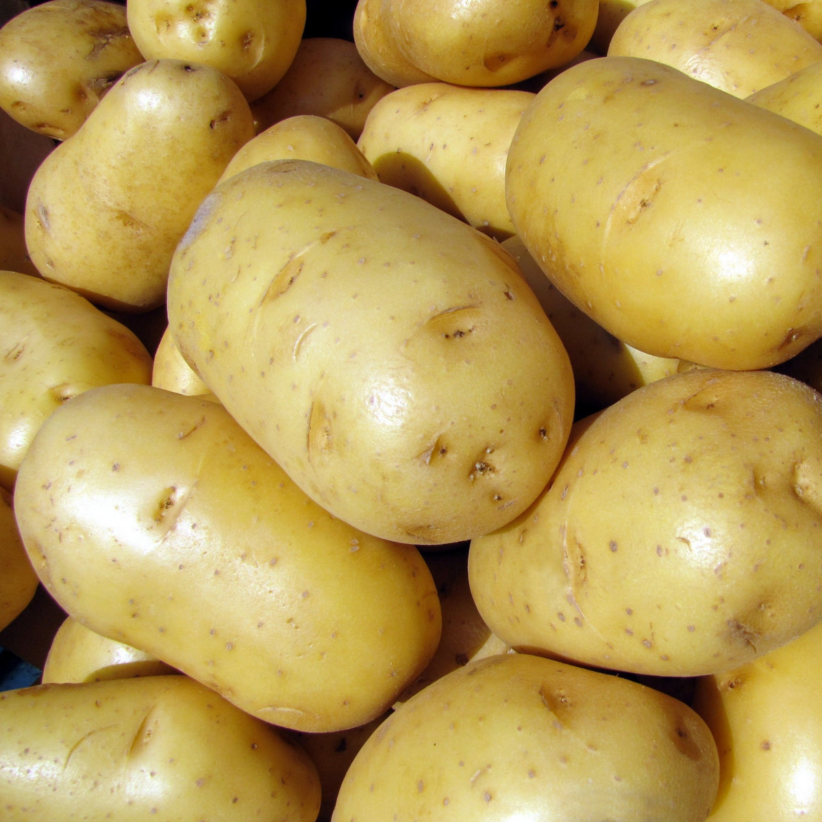 Kartoffel Bintje - Solanum tuberosum bintje - Bakker