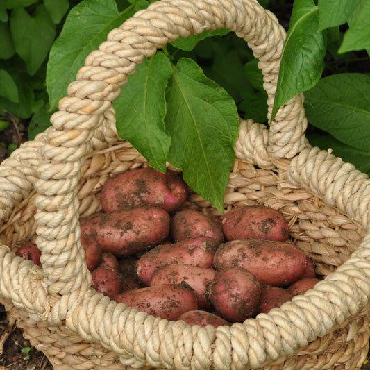 Kartoffel Rose de France (Cirielle) - Bakker