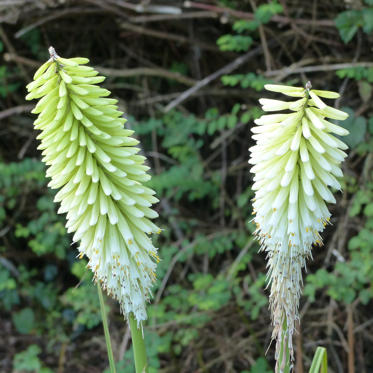 Kniphofia Ice Queen - Fackellilie ‘Ice Queen’ - Kniphofia
