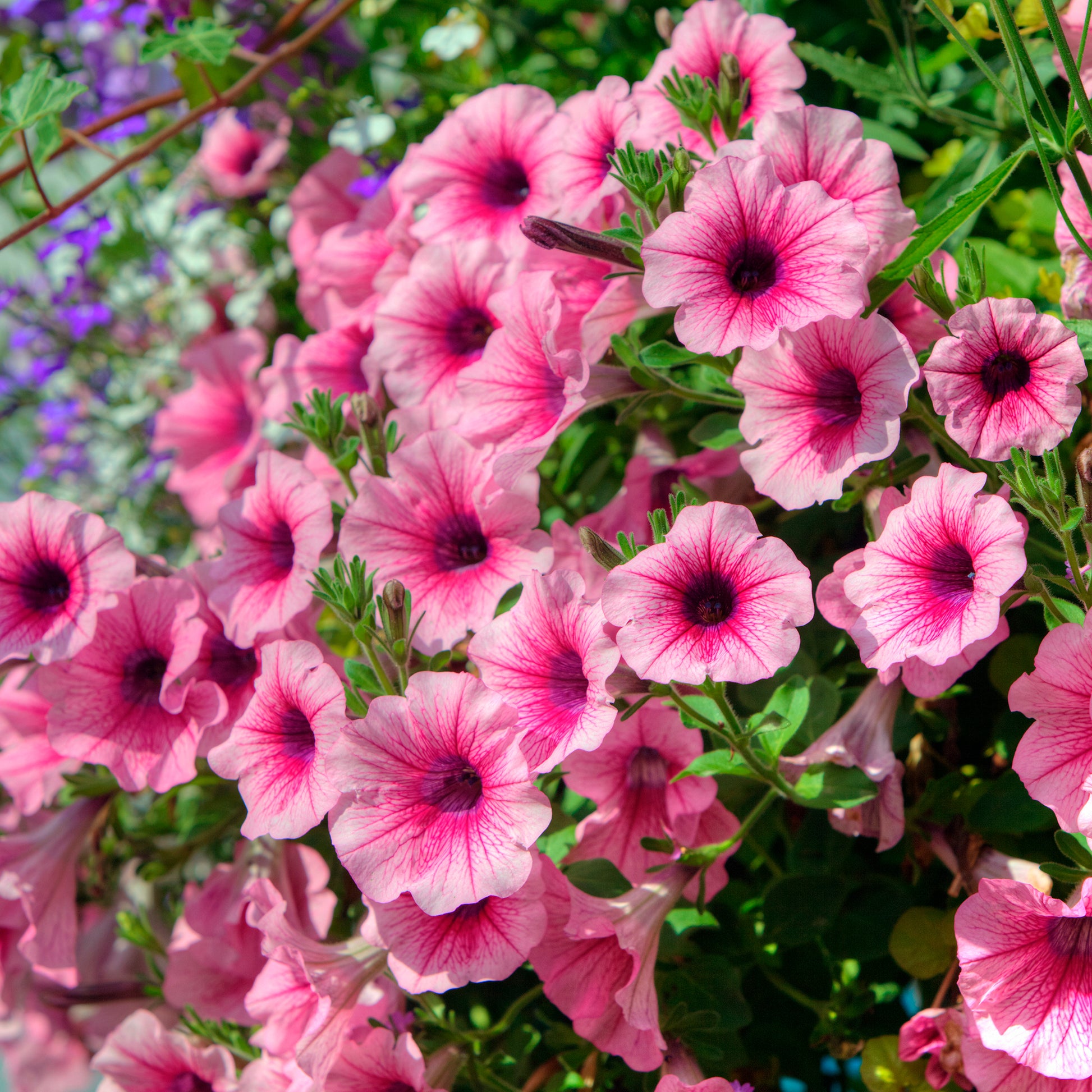 Petunia - Hängepetunie rosa (x3) - Petunien und Calibrachoa