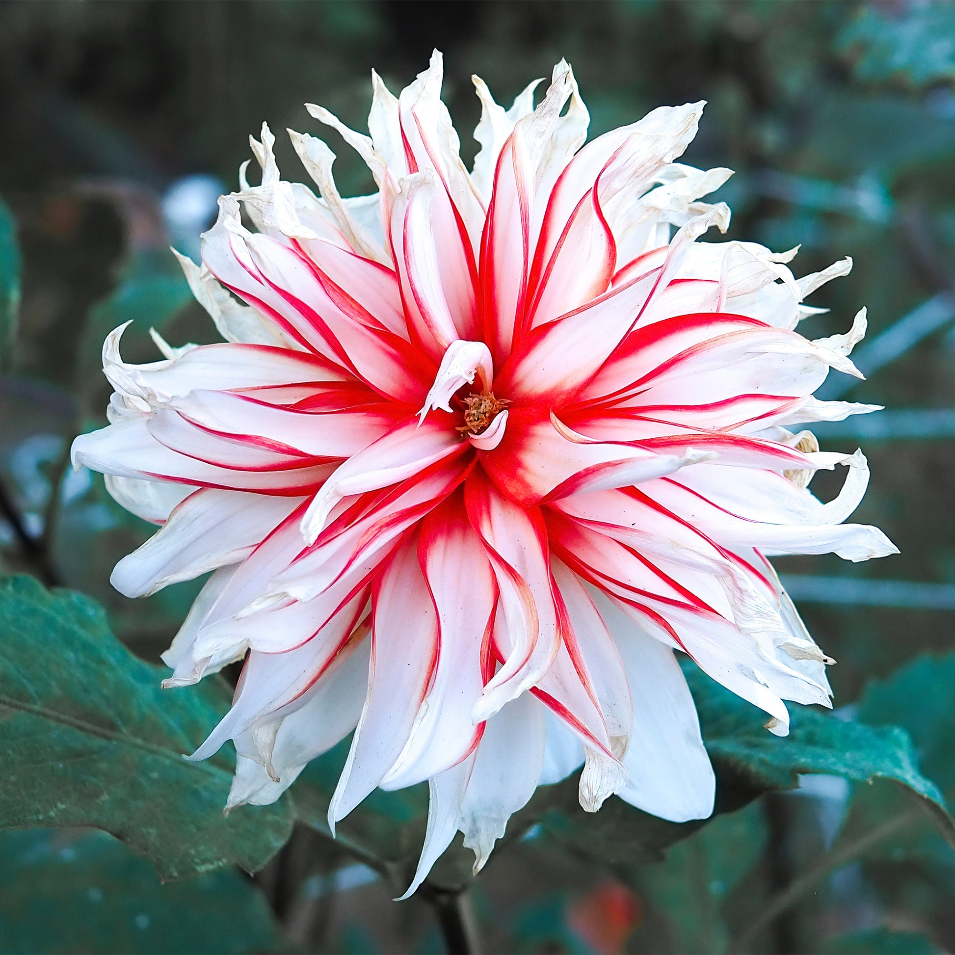 Blumenzwiebeln Dahlien Santa Claus (x3) - Dahlia santa claus
