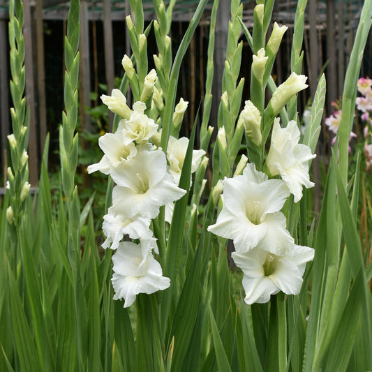 Gladiolen White Prosperity (x25) - Bakker