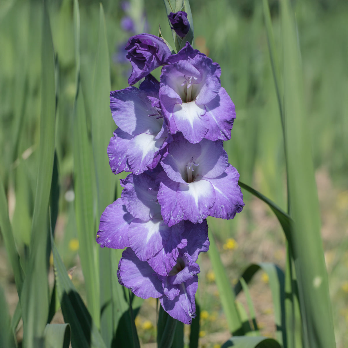 Gladiolus nori - Gladiolen Nori (x25) - Gladiole-Zwiebeln