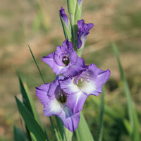 Gladiolen Nori (x25) - Gladiolus nori - Bakker