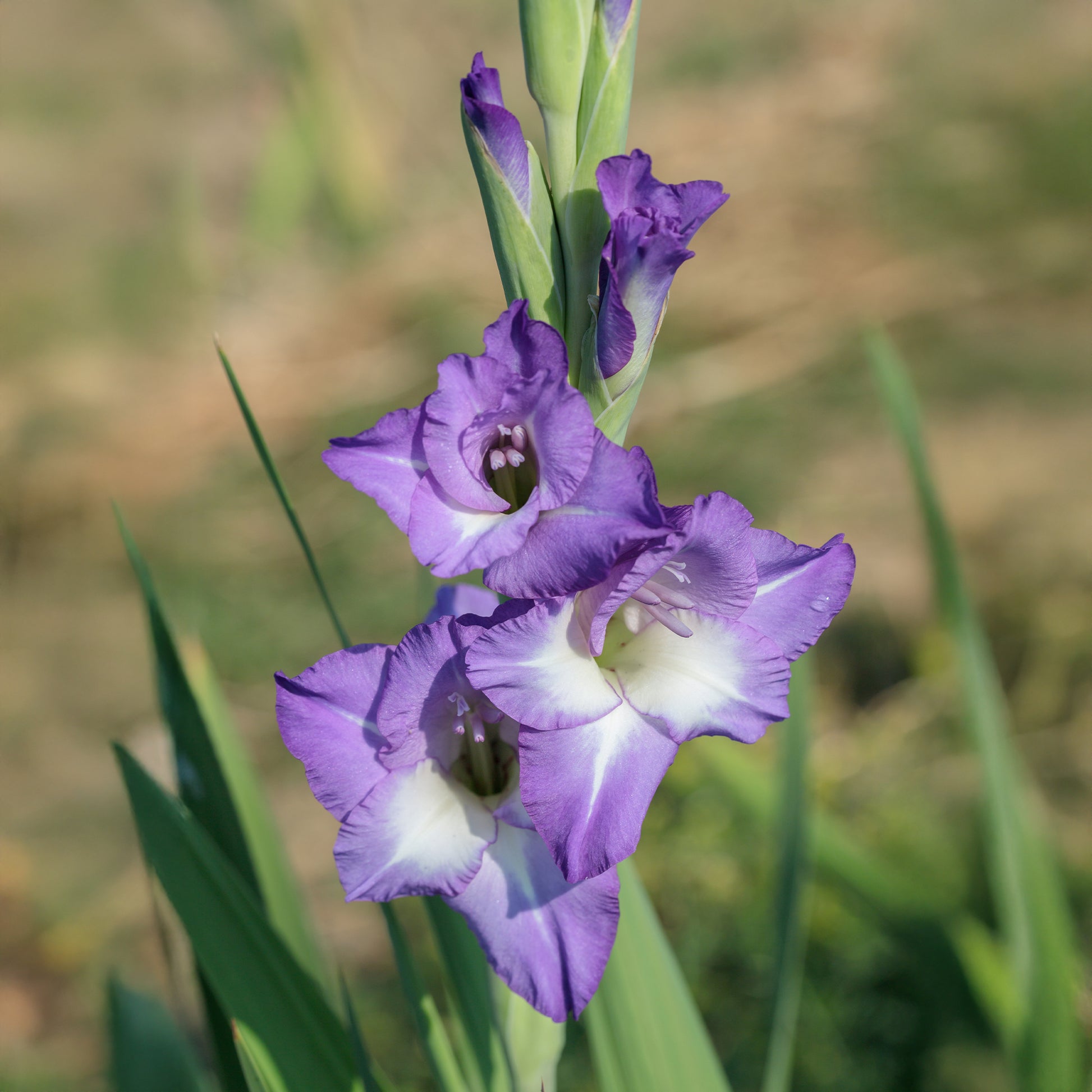Gladiolen Nori (x25) - Gladiolus nori - Bakker
