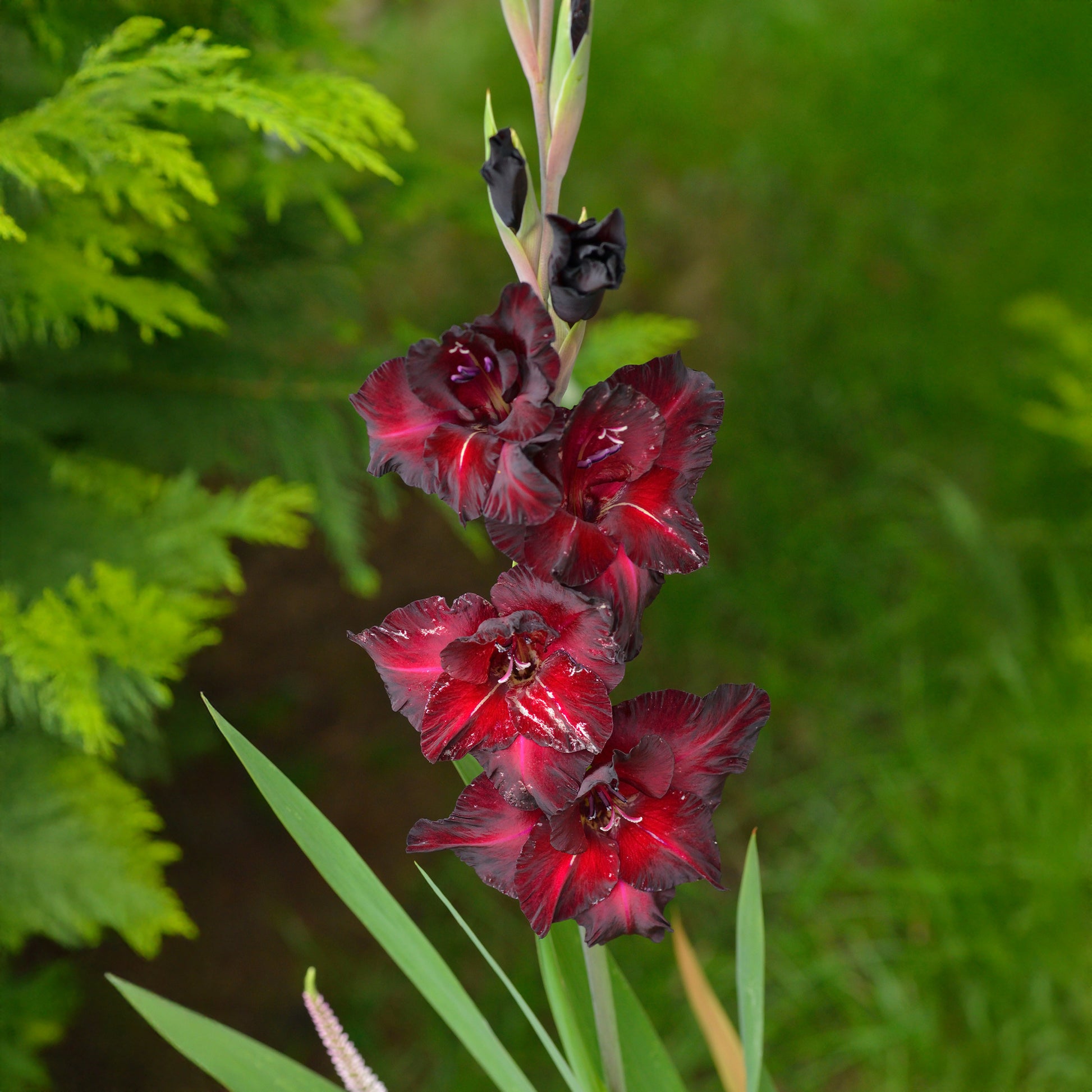 Gladiolen Black Surprise (x25) - Gladiolus Black Surprise - Bakker