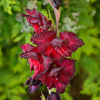 Gladiolen Black Surprise (x25) - Bakker